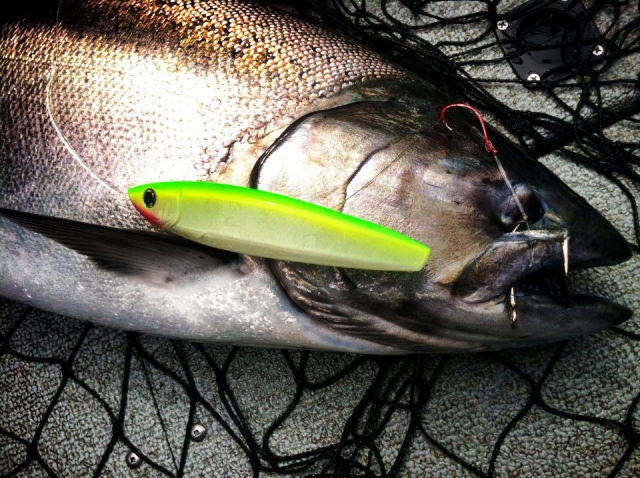 King Kandy Salmon Fishing Lures – Hot New Colors for a Hot New Lure